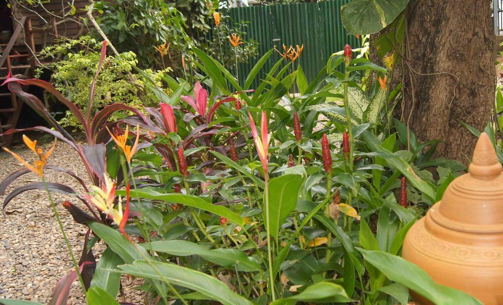 נונג קאי Mut Mee Garden Guest House מראה חיצוני תמונה